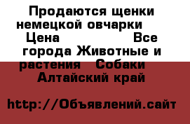 Продаются щенки немецкой овчарки!!! › Цена ­ 6000-8000 - Все города Животные и растения » Собаки   . Алтайский край